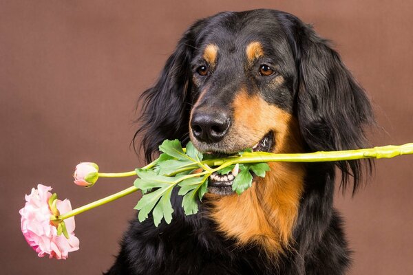 Hund auf braunem Hintergrund mit einer Blume in den Zähnen