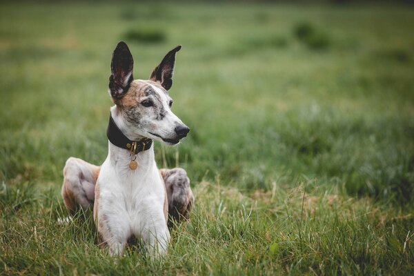 Chien avec collier se trouve sur l herbe
