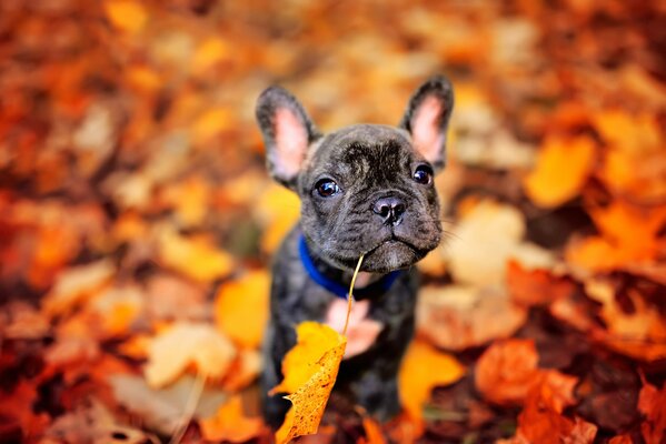 Chiot jouant avec le feuillage d automne