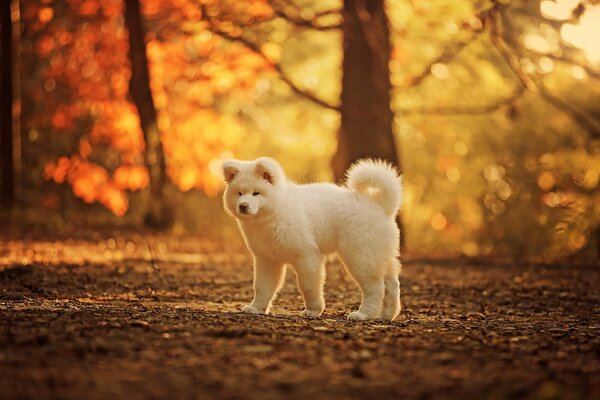 A white dog walks in the autumn forest