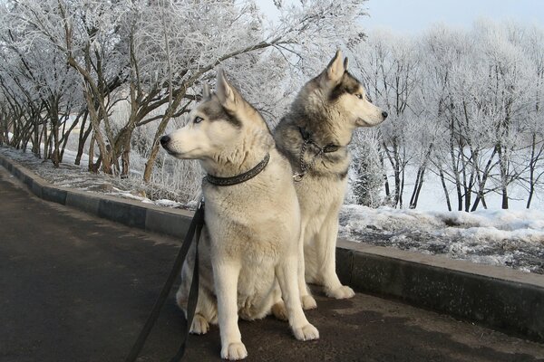 Due cani husky in una passeggiata