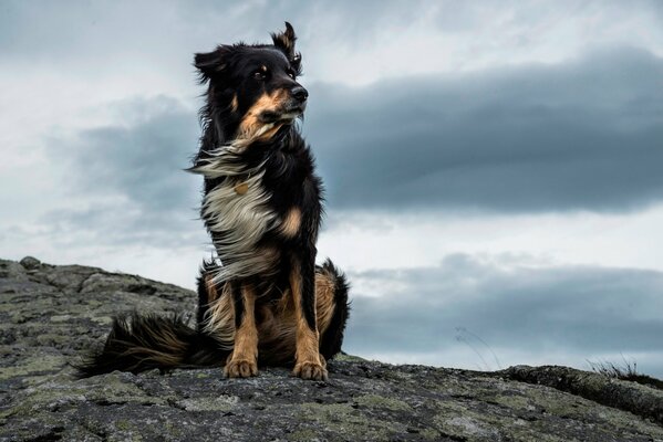 A strong wind flutters her fur