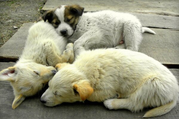 Trois chiots dorment sur la piste