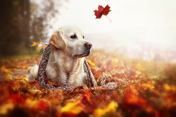 Un Golden Retriever réfléchi dans une écharpe se trouve dans le feuillage d automne