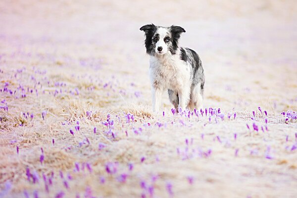 The dog is alone among the blooming purple crocuses