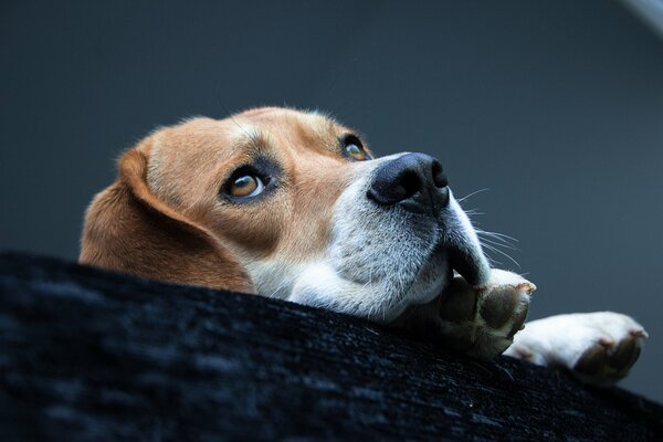 Chien se trouve et regarde vers le haut