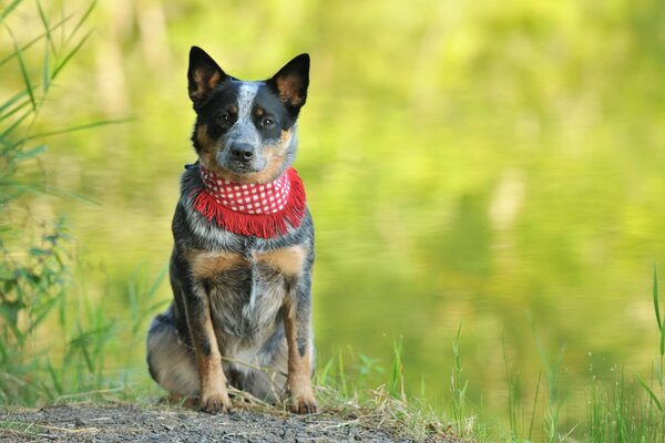 Sitzender Hund auf einer Wiese im Bandana