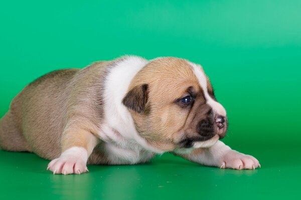 Piccolo cucciolo di Amstaff
