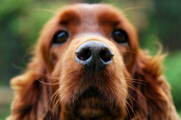 Cocker Spaniel museau gros plan