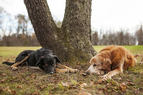 Hunde unter einem Baum Herbstlandschaft