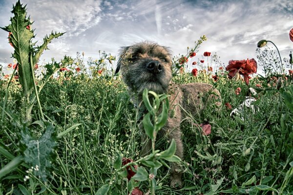 Hund auf dem Feld, Spaziergang mit dem Haustier, zufriedener Hund