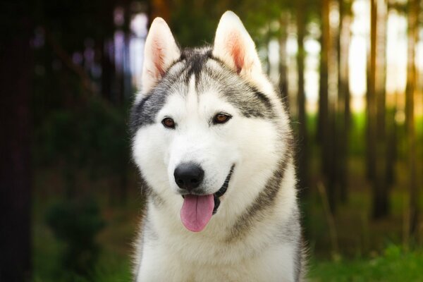 Sourire de mon ami chien