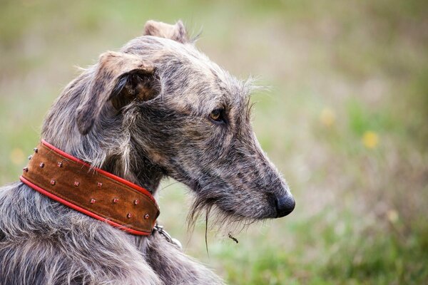 Profilo del cane con collare marrone