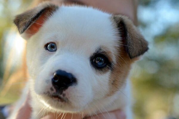Le regard d un chiot aux yeux bleus