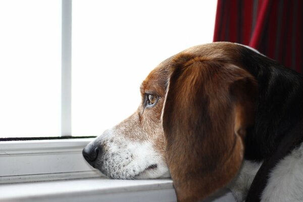 Le regard Morne du meilleur ami