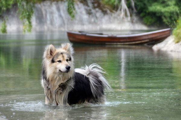 Chien regardant debout dans l eau