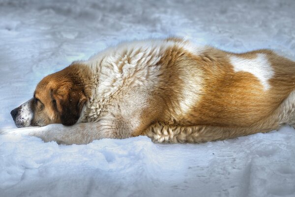 Hund liegt im Schnee im Feld