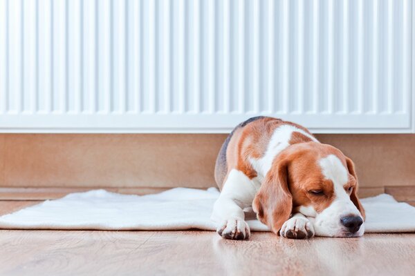 Ein Hund, der süß auf einem Teppich schläft
