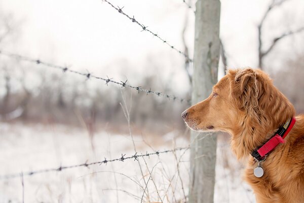 The dog stands near the fence in winter