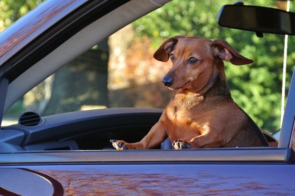 The most important passenger of the car