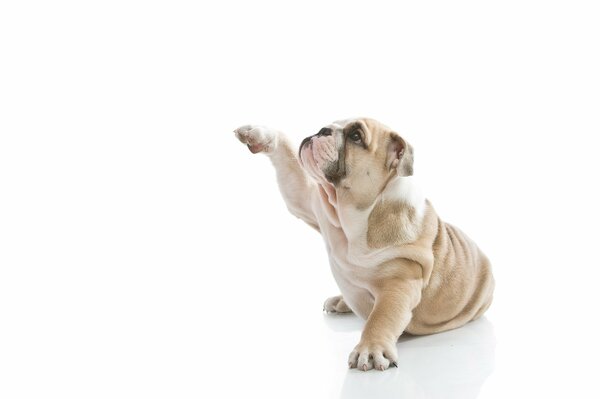 Cucciolo di bulldog inglese su sfondo bianco