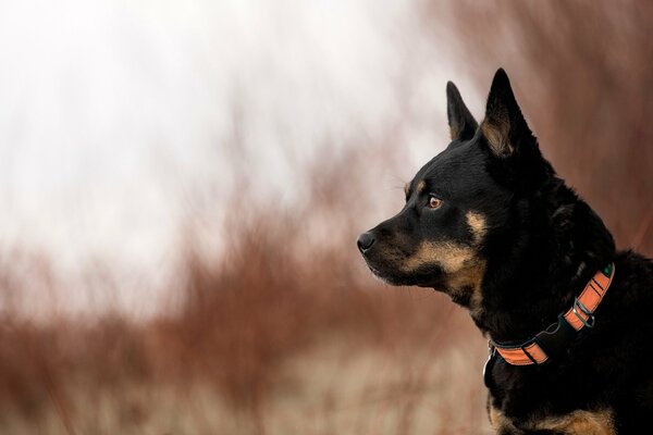 Chien noir avec collier orange