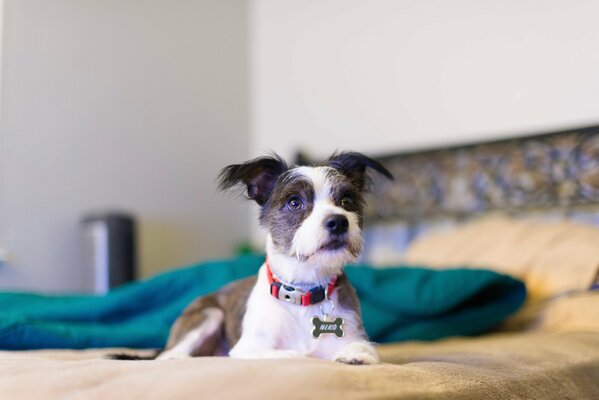 Funny dog is lying on the bed in a collar with a bone