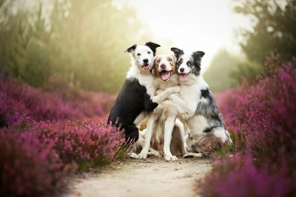 Freundliches Mobak-Foto, in Farben