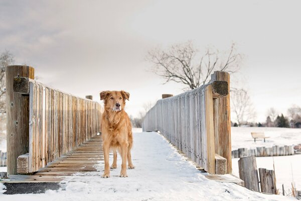 Red dog in winter on the spot