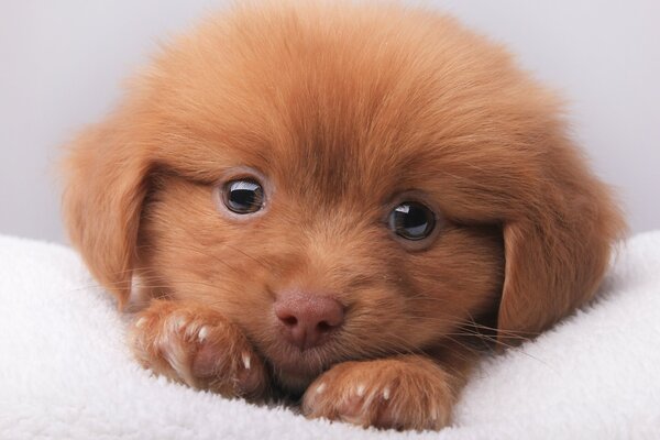 Portrait of a cute fluffy puppy