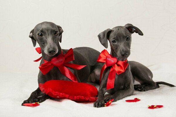 Two dogs with bows and hearts