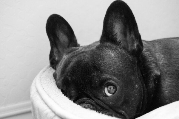 Der schlaue freundliche Blick des Hundes