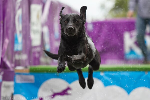 High jump of the black dog