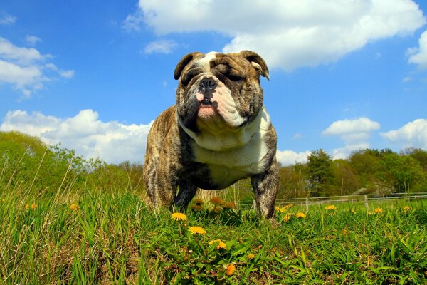 Der Charme des Hundes auf Sommerhintergrund
