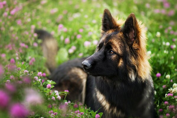 La mirada melancólica de un perro querido