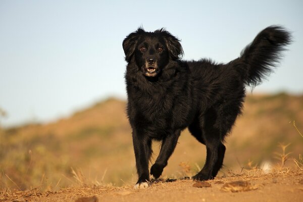 Queue de chien, oreilles collantes