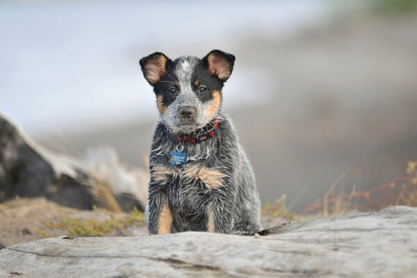 Amigo fiel, rocas, perro