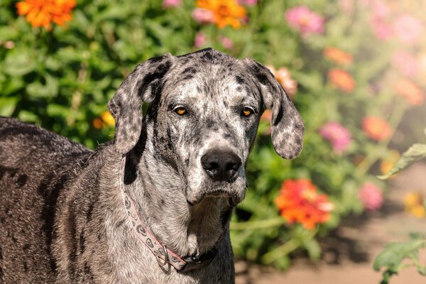 El perro camina cerca de las flores