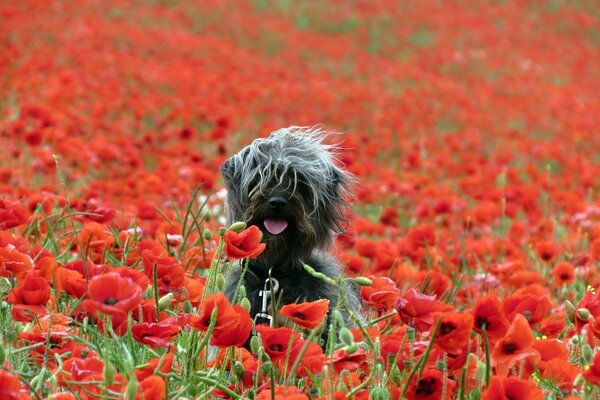 Hund im Mohnfeld, rote Mohnblumen