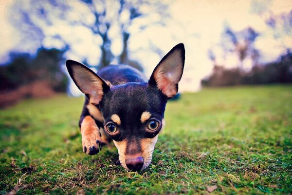 Kleiner Hund schnüffelt Gras