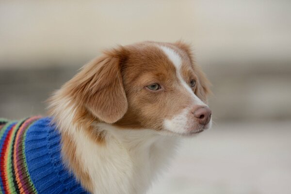 Un cane con un maglione guarda di lato