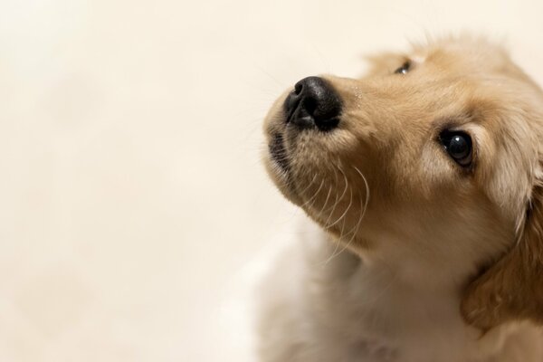 La mirada fiel de un perro beige