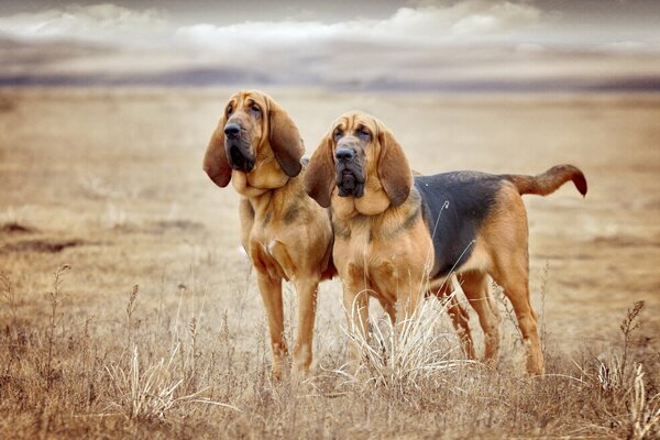 Chiens sur le terrain vague, beaux chiens