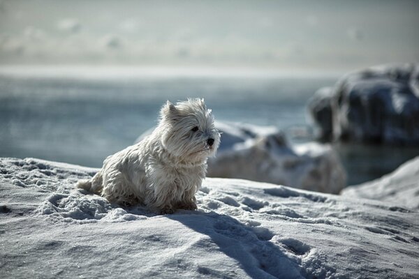 Un cane sulla neve guarda in lontananza