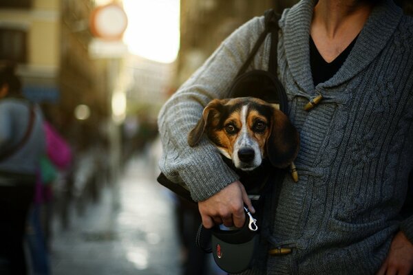 Hund in einer Tasche mit dem Besitzer auf der Straße