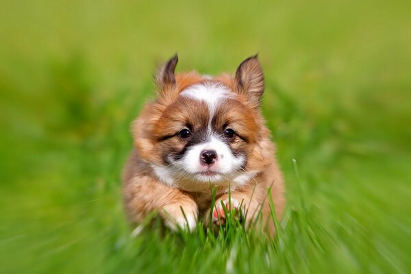 A puppy runs on the grass in summer