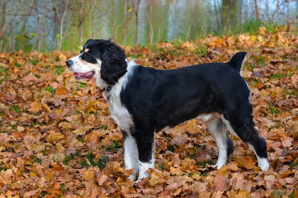 Morning autumn walk in a picturesque place