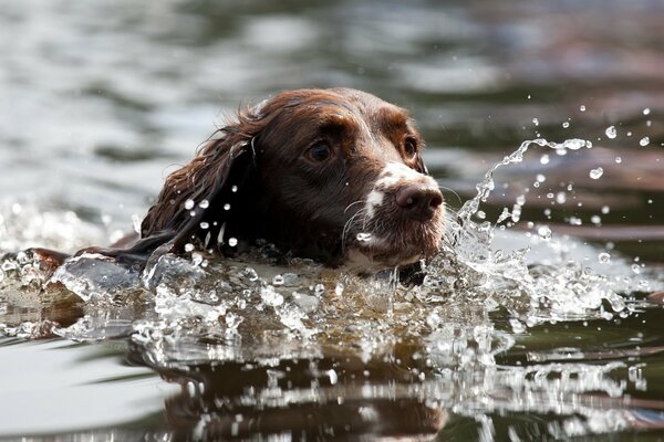 Hund schwimmt im Wasser