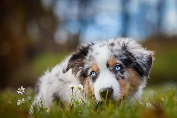 Il cane giace in margherite