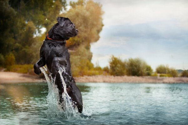 Perro saltando fuera del agua